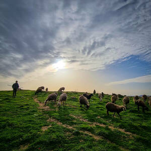 Shepherd with his flock at Mar Elias.
(Photo: © Nizar Halloun/Tantur Ecumenical Institute)